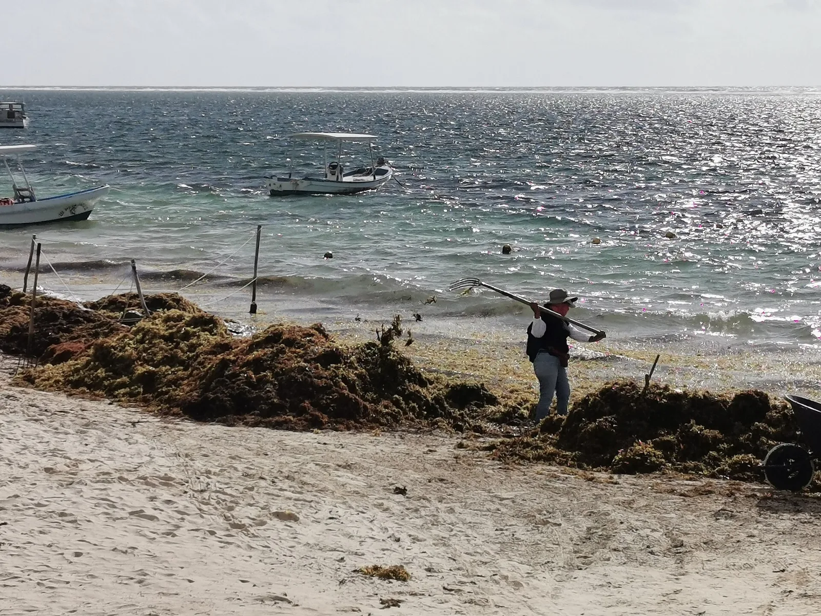 A worker shovels sargassum off the sand on a Quintana Roo beach